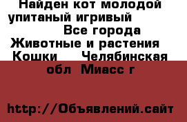 Найден кот,молодой упитаный игривый 12.03.2017 - Все города Животные и растения » Кошки   . Челябинская обл.,Миасс г.